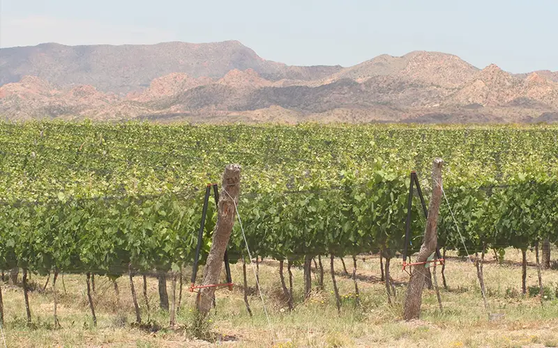 Circuito Caminos del Vino